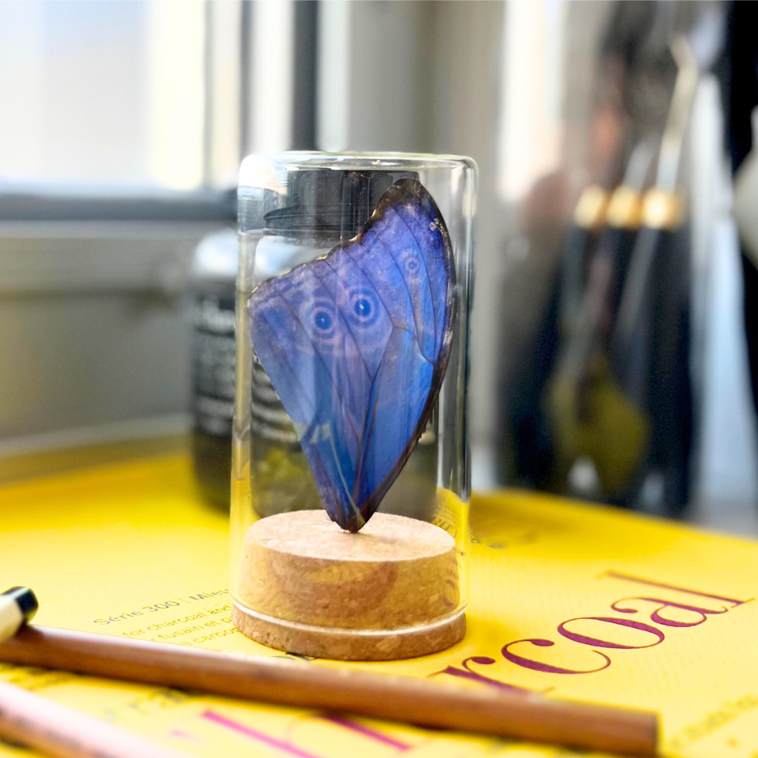 Real Butterfly Wing Display - Large - Blue Morpho Butterfly