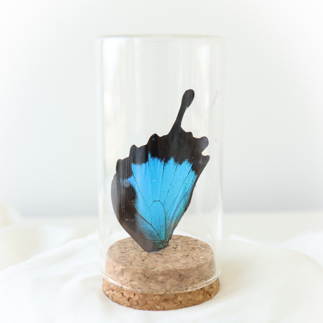 Butterfly wing display. Butterfly display. Blue and black butterfly wing display.