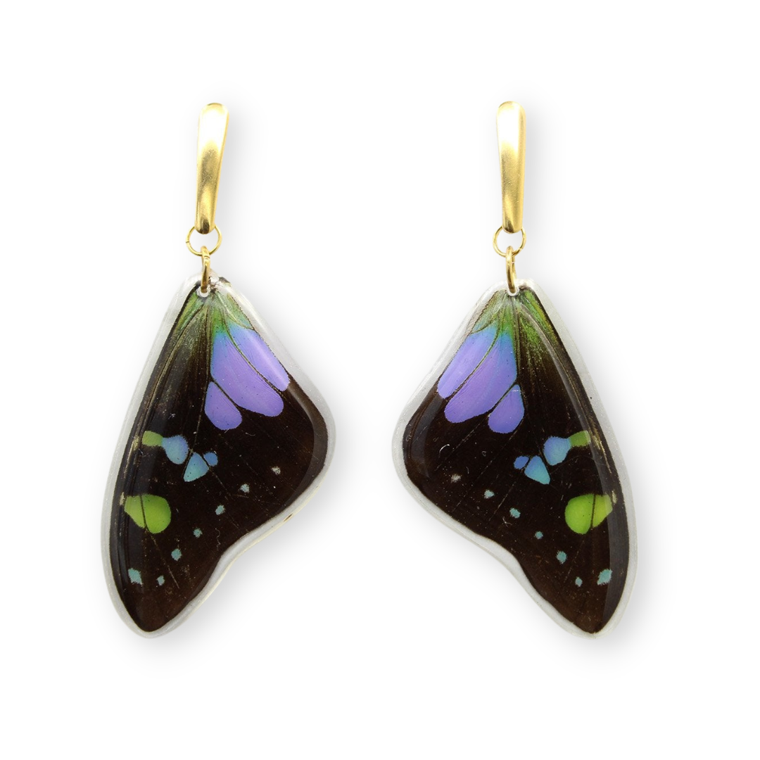 Real butterfly wing earrings with hypoallergenic gold post