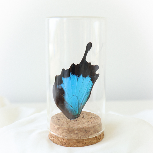 Copy of Real Butterfly Wing Display - Large - Blue Mountain Butterfly