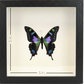 Shadow Box Display - Small - Purple Spotted Butterfly