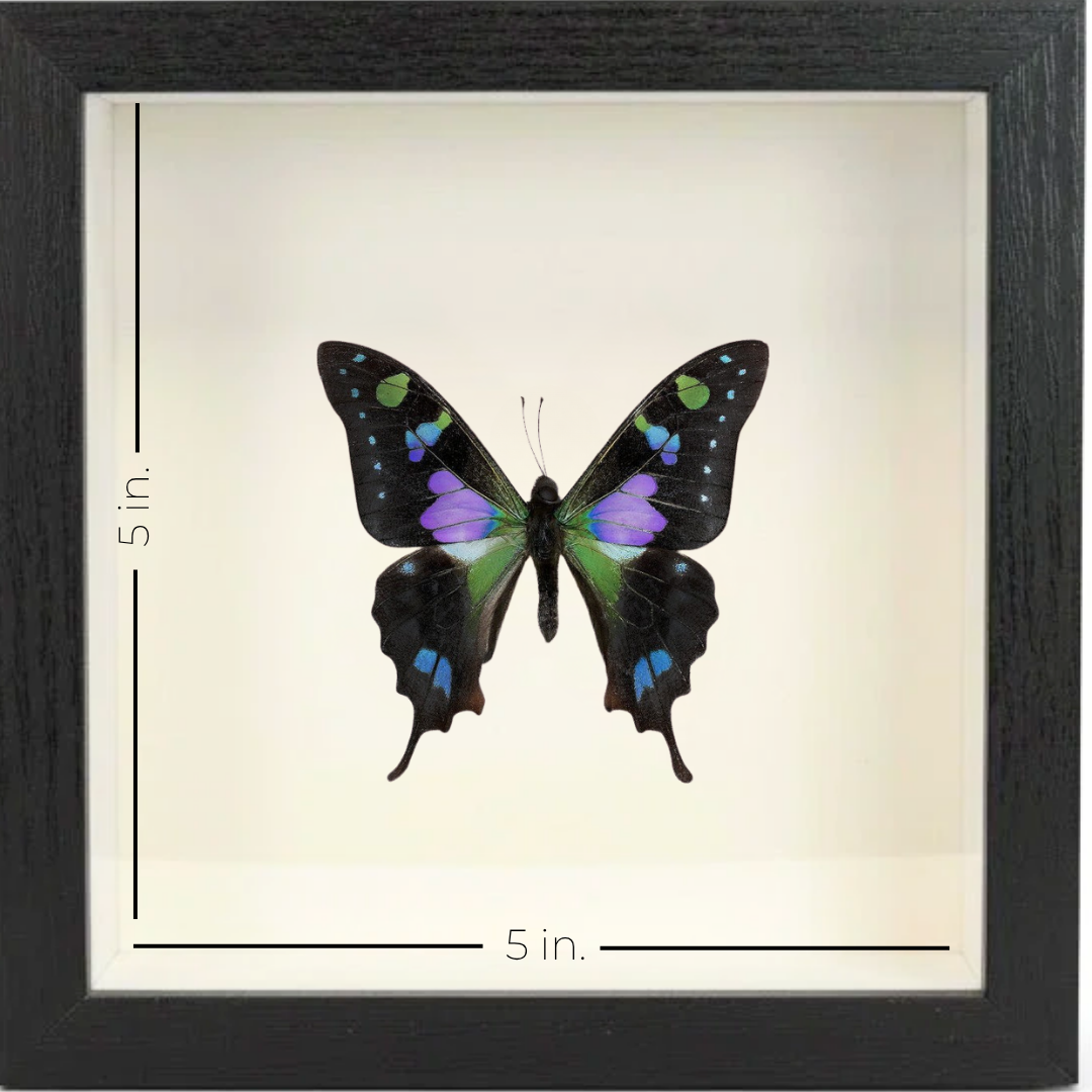 Shadow Box Display - Small - Purple Spotted Butterfly