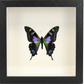Shadow Box Display - Small - Purple Spotted Butterfly