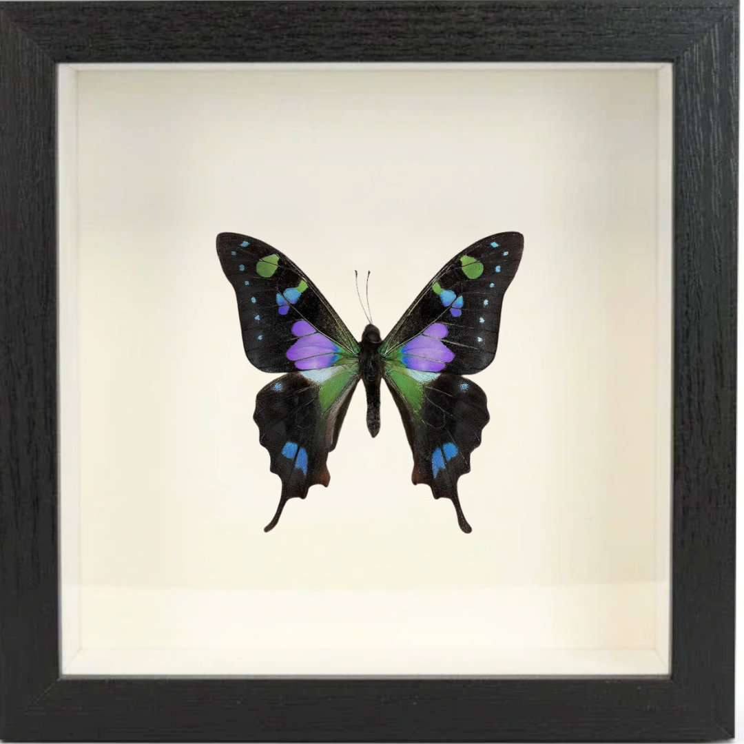 Shadow Box Display - Small - Purple Spotted Butterfly