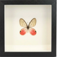 Shadow Box Display - Small - Blushing Phantom Butterfly