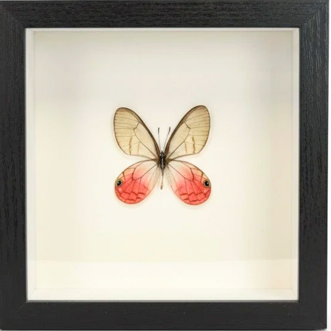 Shadow Box Display - Small - Blushing Phantom Butterfly