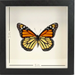 Shadow Box Display - Small - Monarch Butterfly