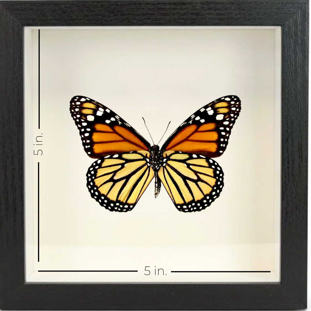 Shadow Box Display - Small - Monarch Butterfly