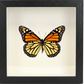 Shadow Box Display - Small - Monarch Butterfly