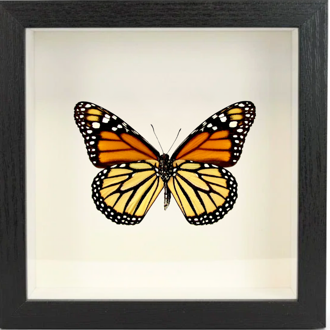 Shadow Box Display - Small - Monarch Butterfly