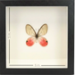 Shadow Box Display - Small - Blushing Phantom Butterfly