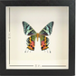 Shadow Box Display - Large - Sunset Moth