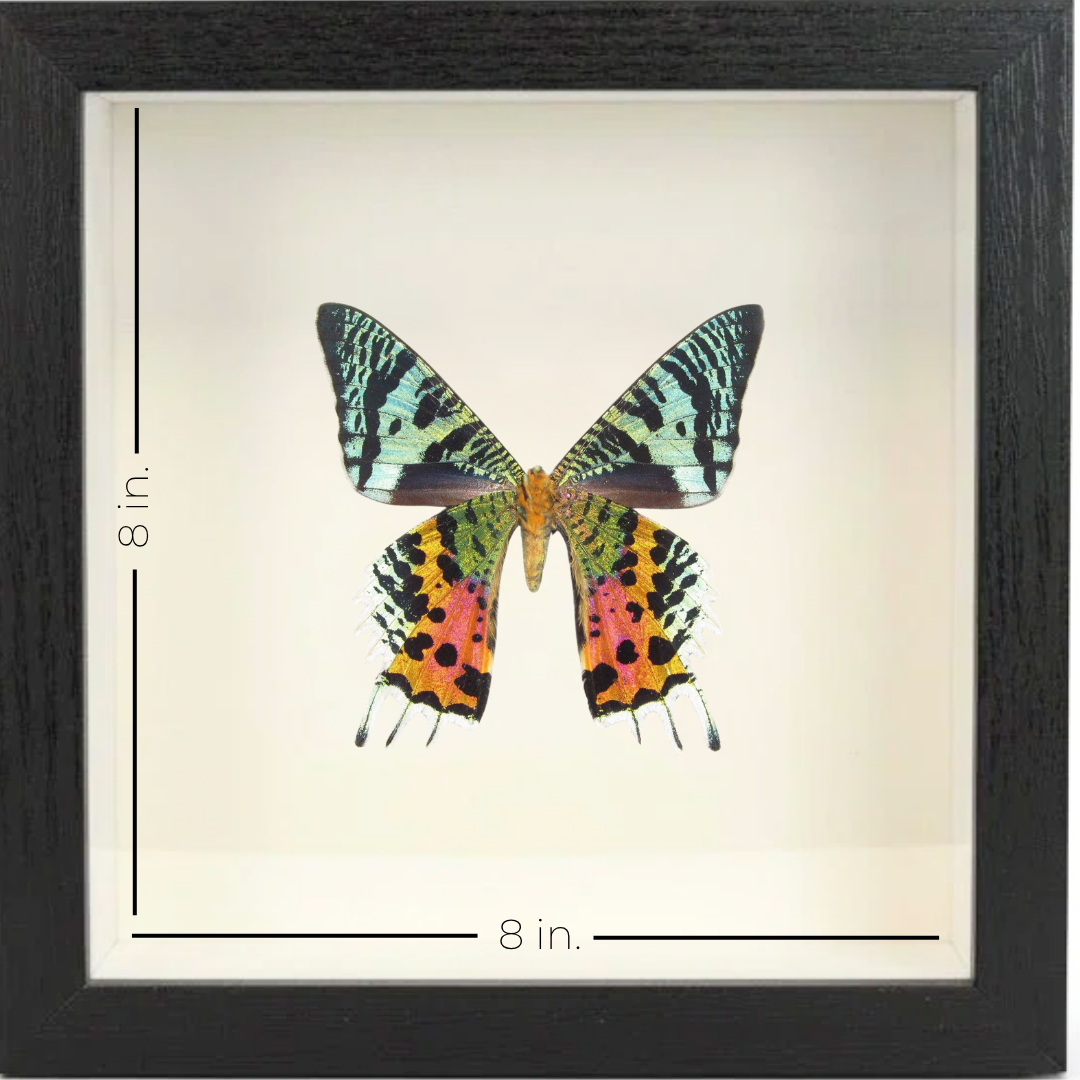 Shadow Box Display - Large - Sunset Moth