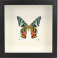 Shadow Box Display - Large - Sunset Moth