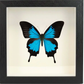 Shadow Box Display - Large - Blue Mountain Butterfly