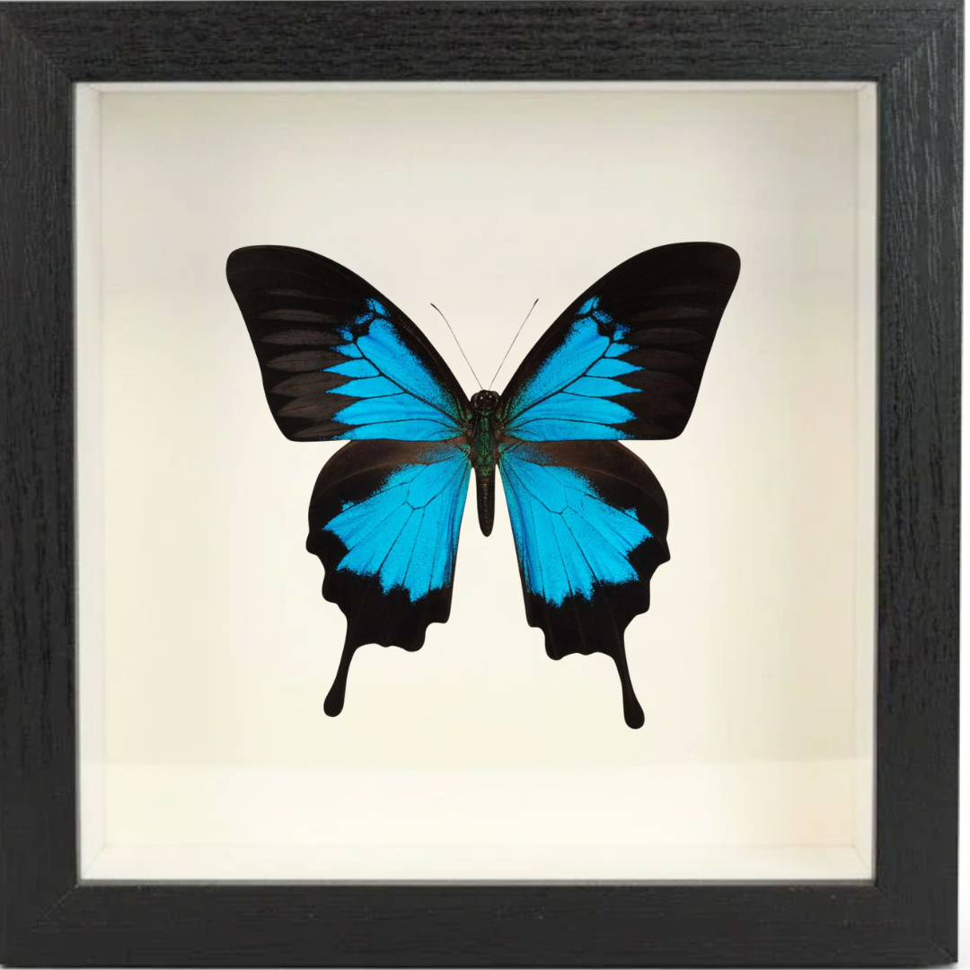 Shadow Box Display - Large - Blue Mountain Butterfly