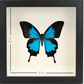 Shadow Box Display - Large - Blue Mountain Butterfly