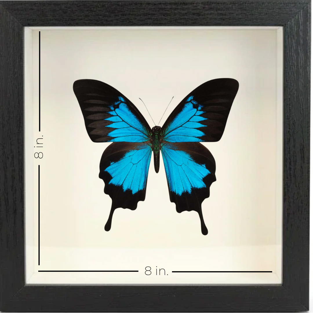 Shadow Box Display - Large - Blue Mountain Butterfly