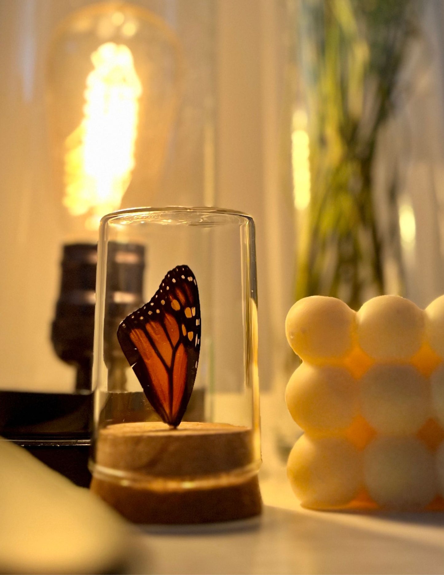 Real Butterfly Wing Display - Small - Monarch Butterfly