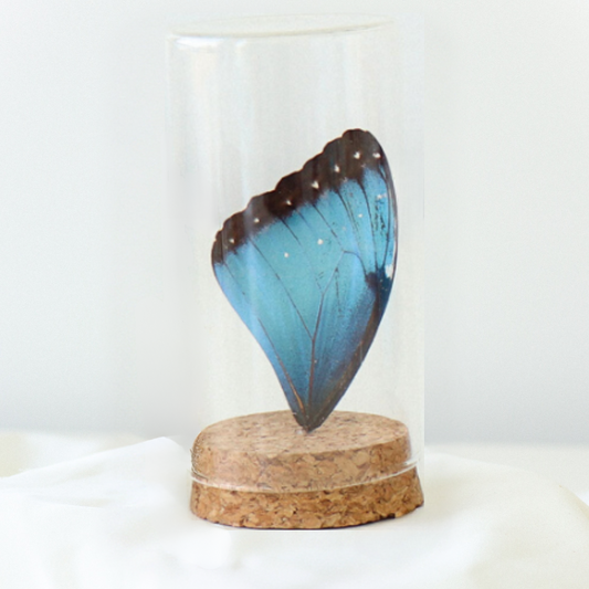 Real Butterfly Wing Display - Large - Blue Morpho Butterfly