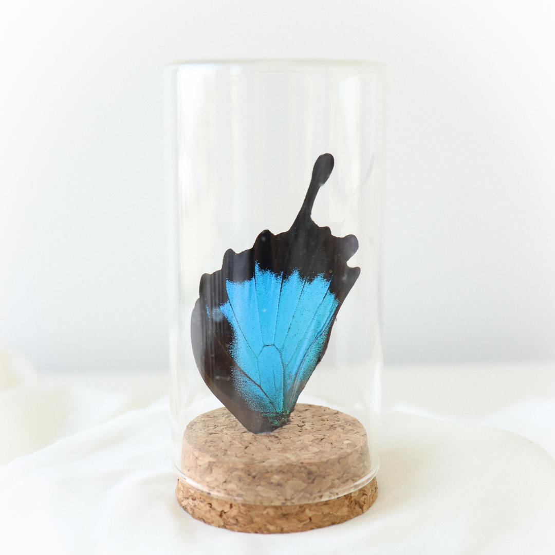 Real Butterfly Wing Display - Large - Blue Mountain Butterfly