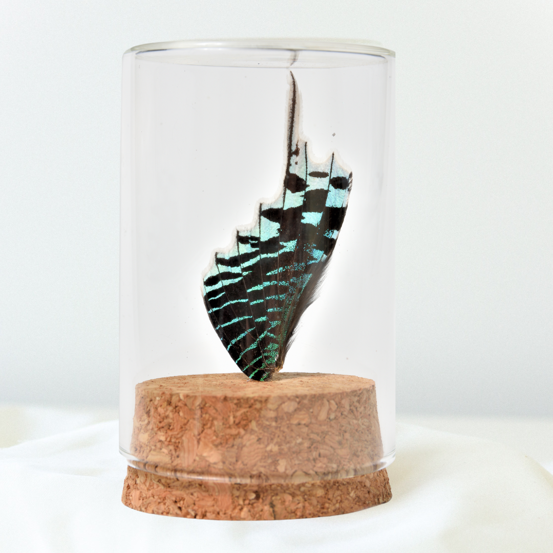 Real Butterfly Wing Display - Small - Urania leilus