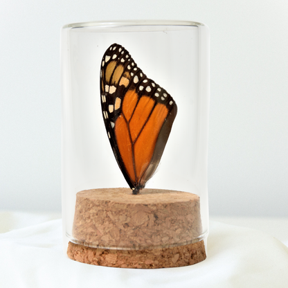 Real Butterfly Wing Display - Small - Monarch Butterfly