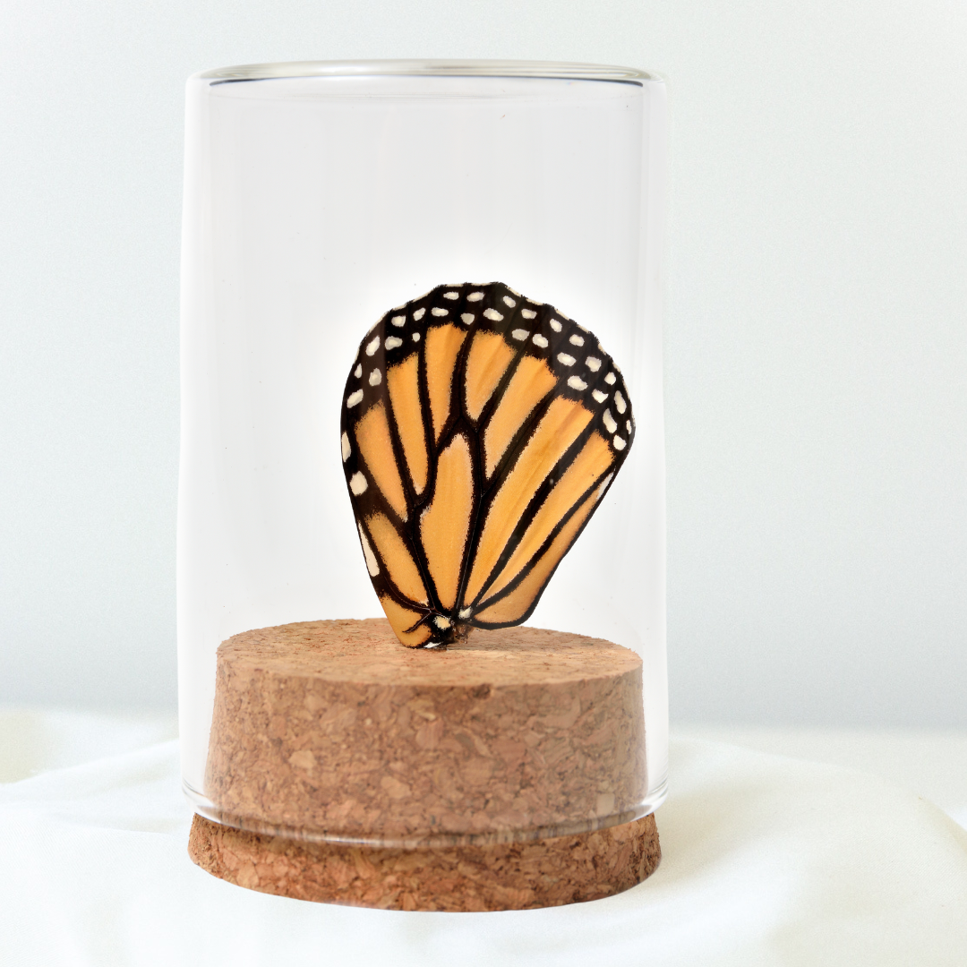Real Butterfly Wing Display - Small - Monarch Butterfly