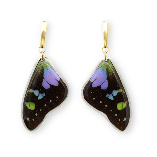 Real butterfly wing earrings with hypoallergenic gold post 