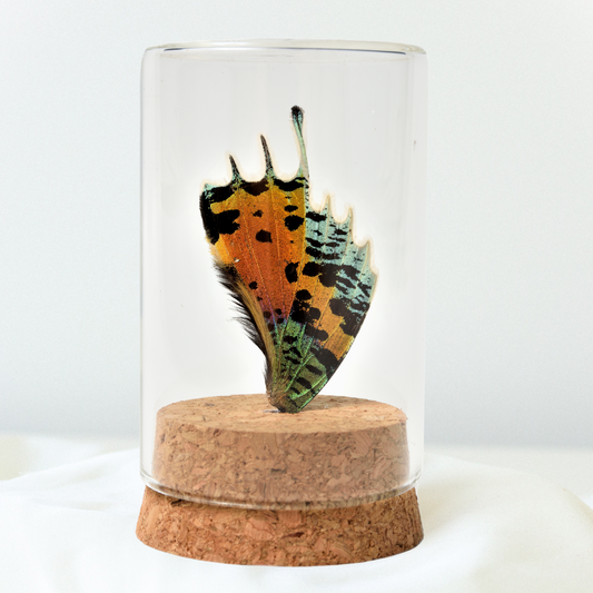 Real Butterfly Wing Display - Small -